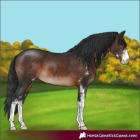Horse Color:Brown Sabino 