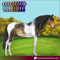 Horse Color:Buckskin Tobiano 