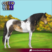 Horse Color:Buckskin Tobiano 