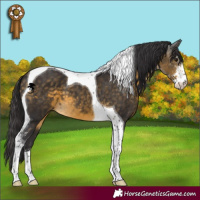 Horse Color:Buckskin Sabino Tobiano 