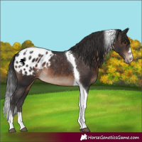 Horse Color:Brown Tobiano Blanket Rabicano 