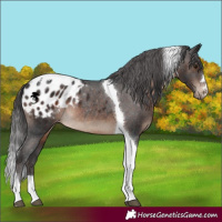 Horse Color:Brown Tobiano Appaloosa Rabicano 