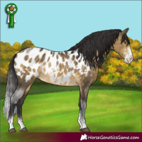 Horse Color:Buckskin Dun Sabino Tobiano Appaloosa Rabicano 