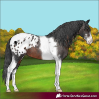 Horse Color:Brown Sabino Tobiano Appaloosa 