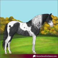 Horse Color:Black Sabino Tobiano Rabicano 