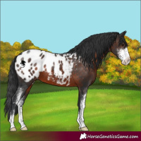 Horse Color:Brown Sabino Appaloosa 