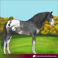 Horse Color:Black Sabino Appaloosa 