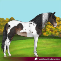 Horse Color:Brown Tobiano 