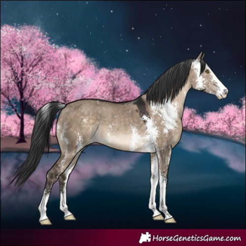 Horse Color:Brown Dun Sabino Rabicano 