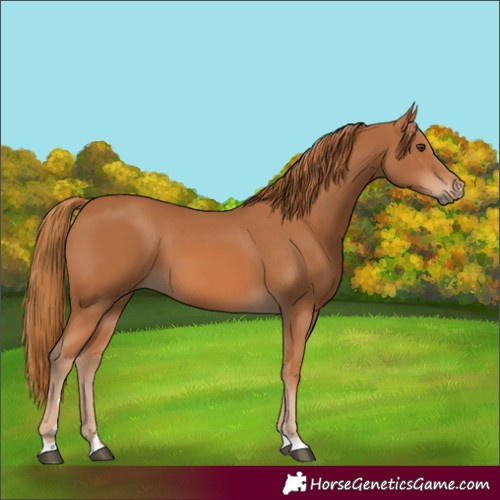 Horse Color:Chestnut 