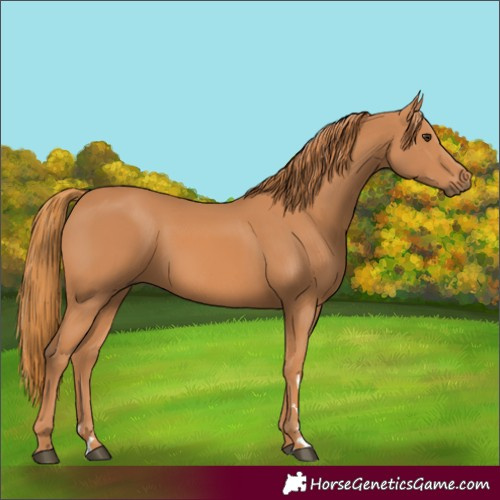 Horse Color:Chestnut 