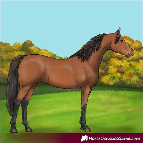 Horse Color:Bay 