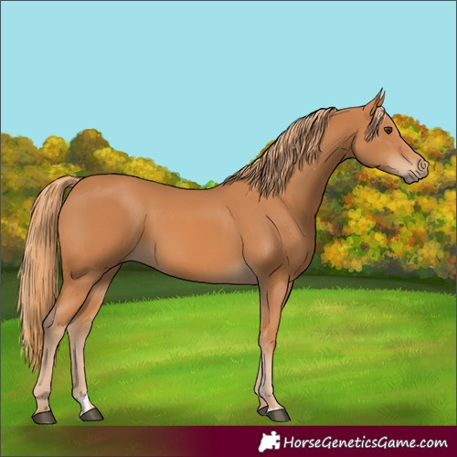 Horse Color:Chestnut 