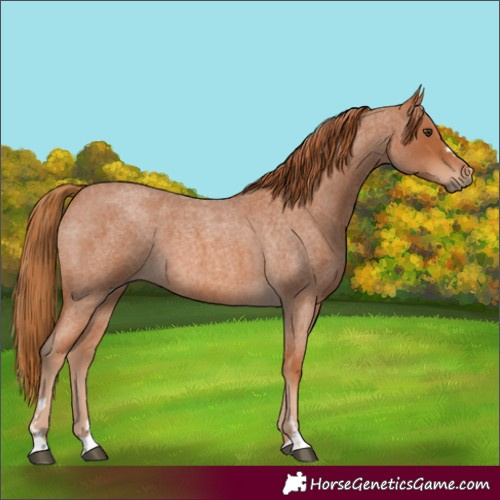 Horse Color:Red Roan 