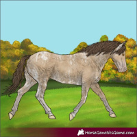 Horse Color:Unknown 