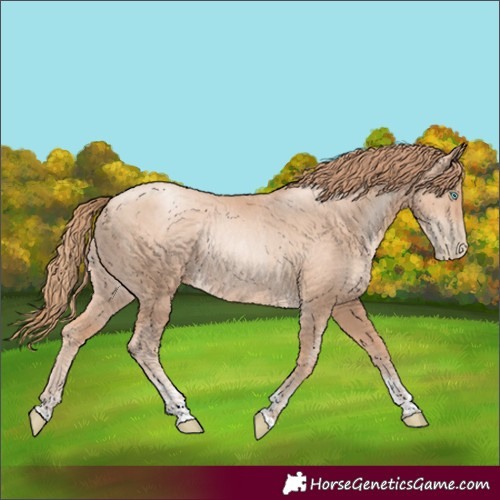 Horse Color:Unknown 