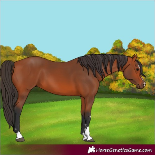 Horse Color:Bay 