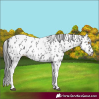 Horse Color:Blue Roan Tobiano Appaloosa 
