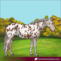 Horse Color:Chestnut Appaloosa 