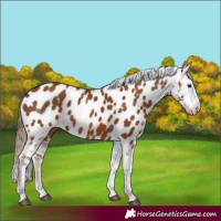 Horse Color:Chestnut Appaloosa 