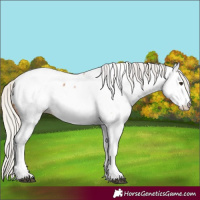 Horse Color:White Spotted Silver Bay Tobiano Appaloosa 
