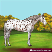 Horse Color:Liver Chestnut Sabino Blanket Rabicano 