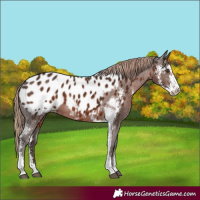 Horse Color:Liver Chestnut Sabino Appaloosa Rabicano 