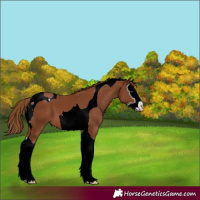 Horse Color:Chestnut Splash Tobiano 