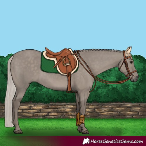 Horse Color:Silver Grullo 