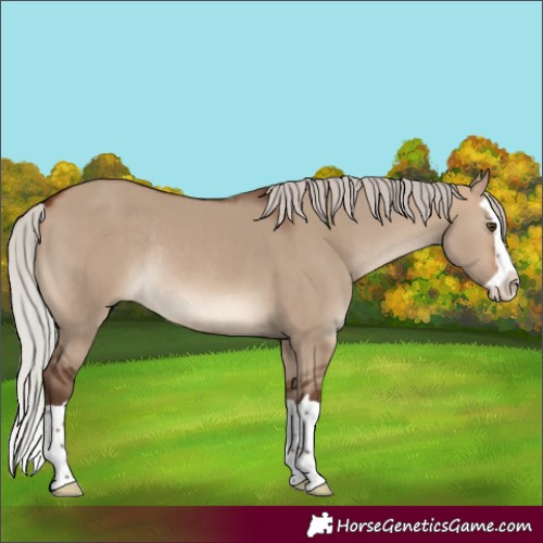 Horse Color:Silver Brown Dun Splash Rabicano 