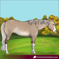 Horse Color:Silver Brown Dun Splash Rabicano 