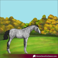 Horse Color:Gray Smoky Blue Roan Sabino