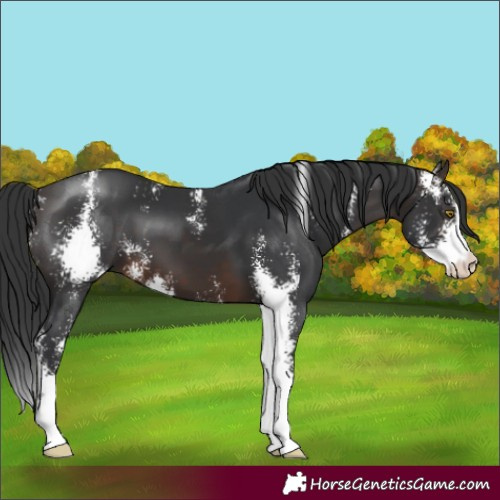 Horse Color:Brown Sabino 