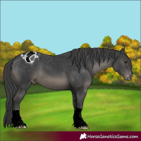 Horse Color:Black Appaloosa 