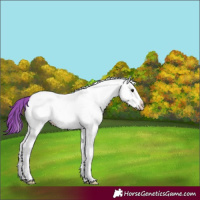 Horse Color:Watercolor White Spotted Smoky Black Splash Appaloosa