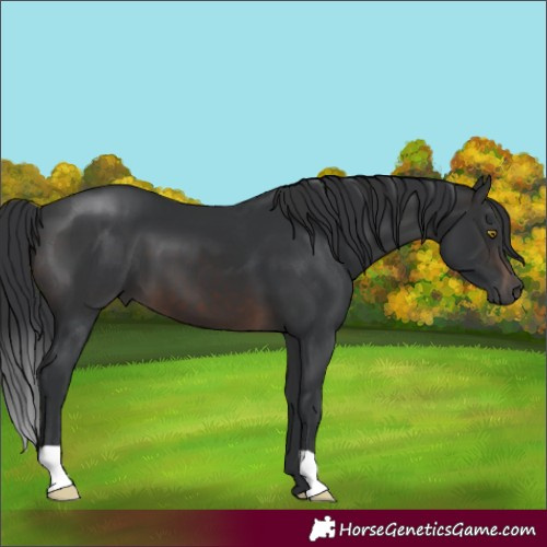 Horse Color:Brown 