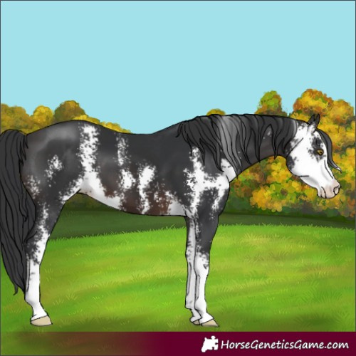 Horse Color:Brown Sabino 