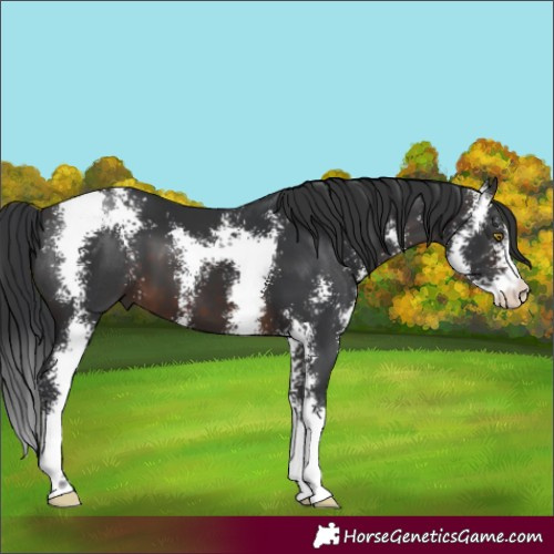 Horse Color:Brown Sabino 