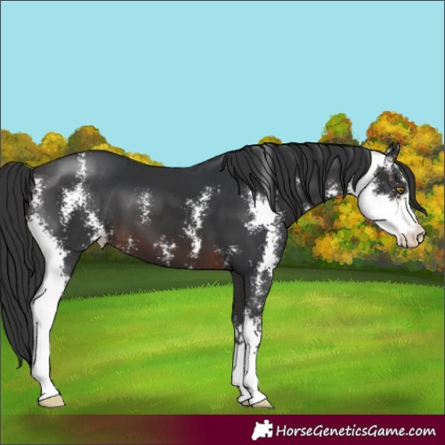 Horse Color:Brown Sabino 