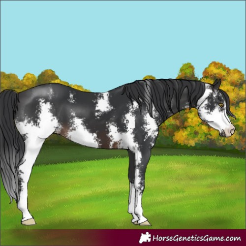 Horse Color:Brown Sabino 