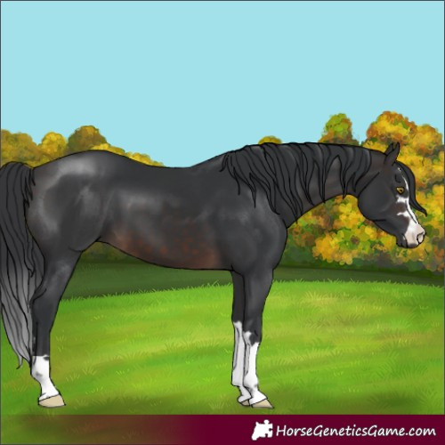 Horse Color:Brown 