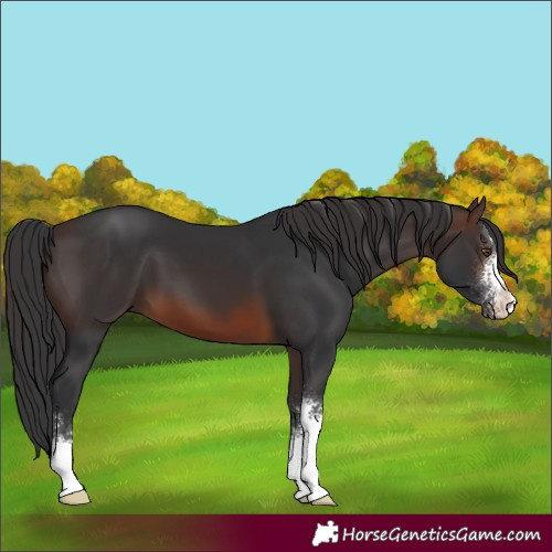 Horse Color:Brown Sabino 