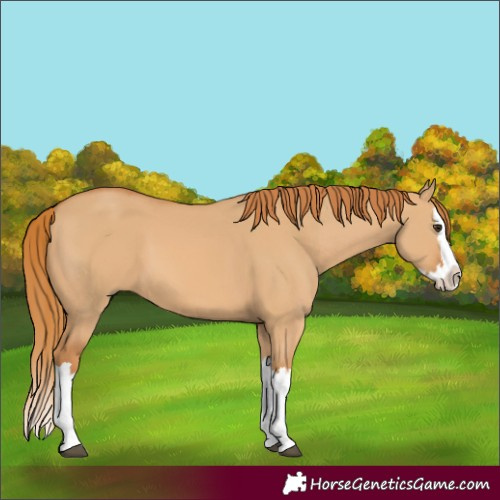 Horse Color:Red Dun Splash 