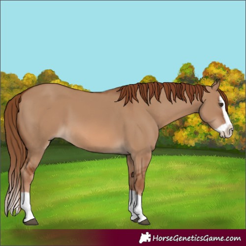 Horse Color:Red Dun Splash 