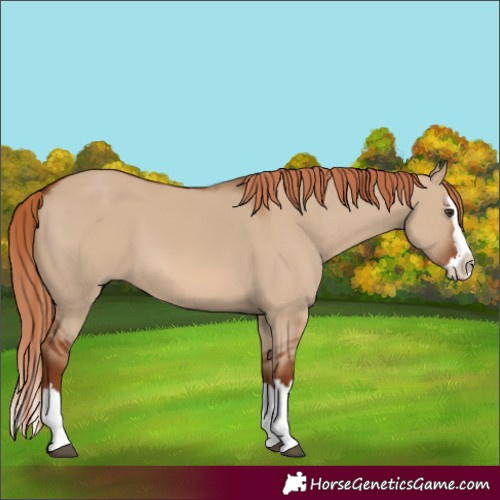 Horse Color:Red Dun Splash 