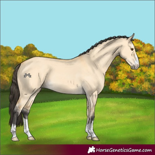 Horse Color:Buckskin Dun