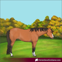 Horse Color:Bay 