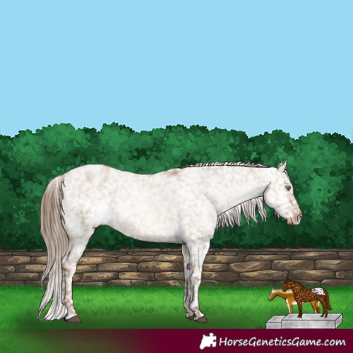Horse Color:White Spotted Liver Red Dun Pearl Appaloosa 