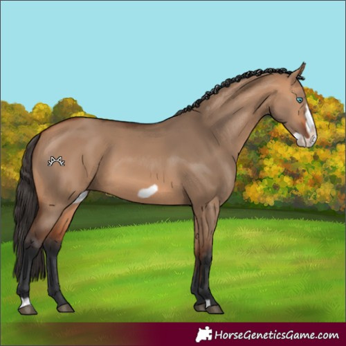 Horse Color:Bay Dun Frame 