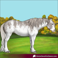 Horse Color:White Spotted Silver Black Sabino Splash Rabicano 